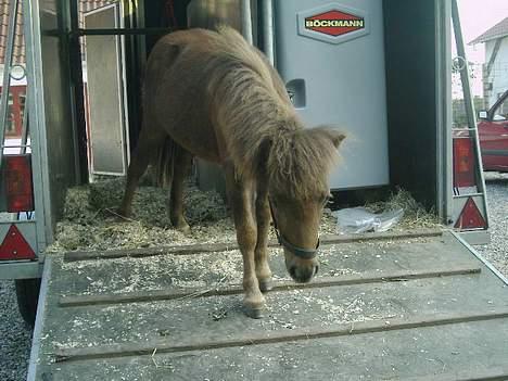 Shetlænder Lillegaard's Fugy - "nå ikk :( så må jeg jo heller gå ned" billede 12