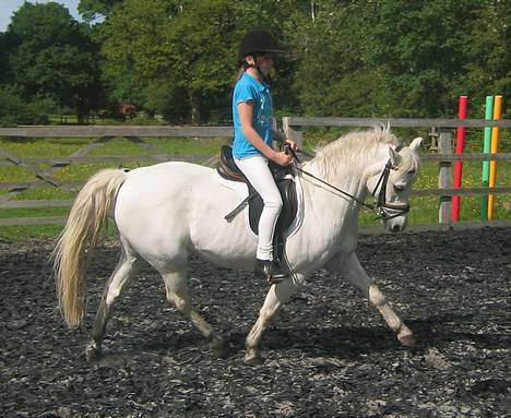 Welsh Pony (sec B) Lyngvejens Agent - Agent og Lucy i trav 20.05.07 billede 16
