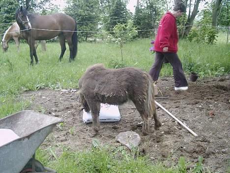 Shetlænder Lillegaard's Fugy - "skal jeg hjælpe?" billede 13