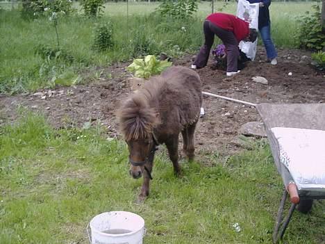 Shetlænder Lillegaard's Fugy - "skal jeg lige hente vandet?" billede 14