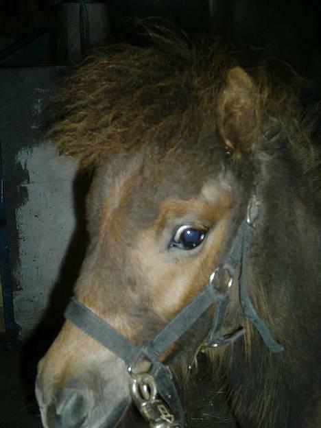 Shetlænder Lillegaard's Fugy - *#* Fugy *#* billede 15