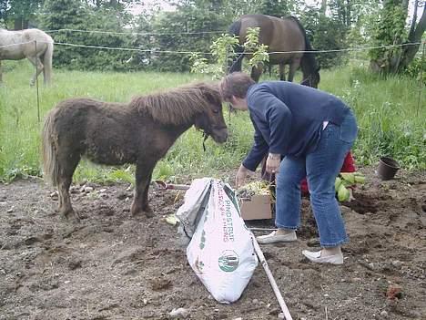 Shetlænder Lillegaard's Fugy billede 16