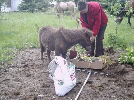Shetlænder Lillegaard's Fugy - "ej må jeg ikke være med mere?" billede 17