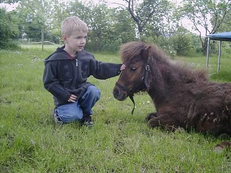 Shetlænder Lillegaard's Fugy billede 18