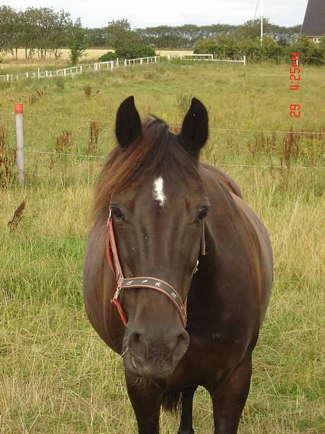 Anden særlig race Django<3 gammel pony ;/  - gumle gumle, det her græs smager godt :P hov, det bliver taget et billede, frem med ørene :O:P billede 15