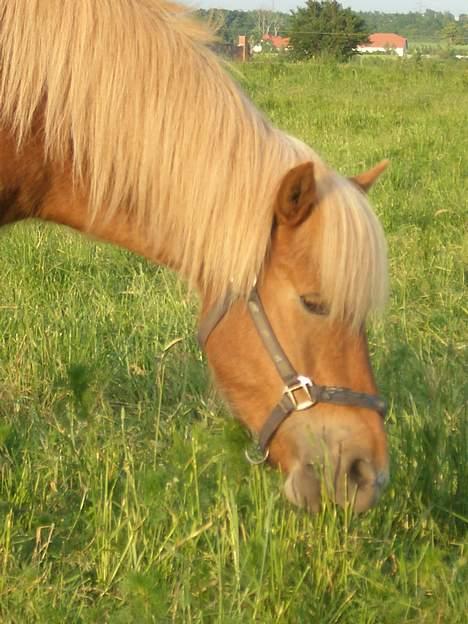 Islænder Tjaldur billede 1