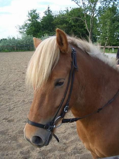 Islænder Tjaldur billede 2