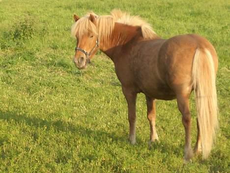 Islænder Tjaldur billede 3