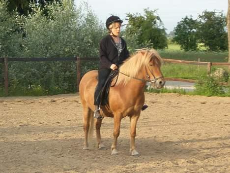 Islænder Tjaldur billede 4