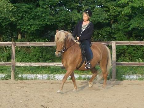 Islænder Tjaldur billede 5