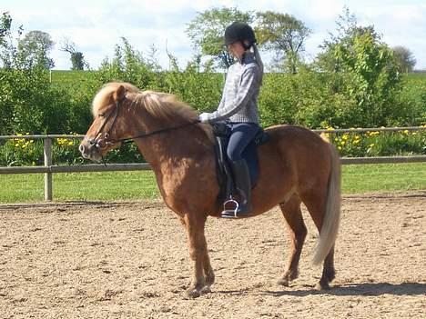 Islænder Tjaldur billede 6