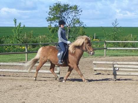 Islænder Tjaldur billede 7