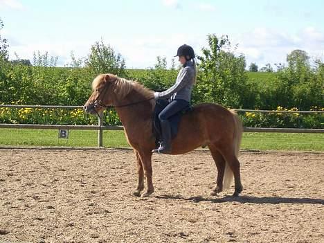 Islænder Tjaldur billede 8