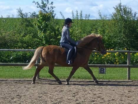 Islænder Tjaldur billede 9