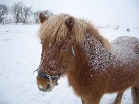 Islænder Tjaldur billede 10