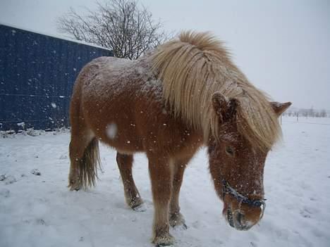 Islænder Tjaldur billede 11