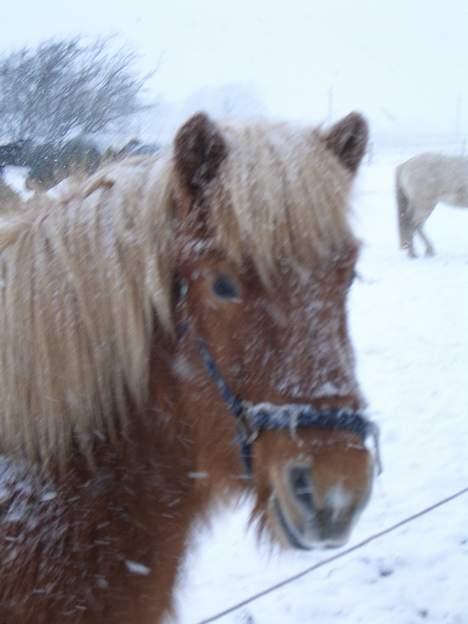 Islænder Tjaldur billede 12