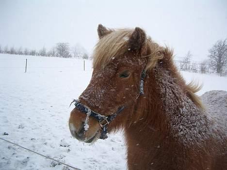 Islænder Tjaldur billede 13