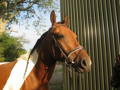 Pinto Maximus Jones billede 17