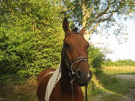 Pinto Maximus Jones billede 18