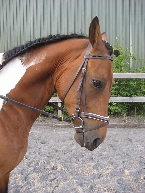 Pinto Maximus Jones billede 19