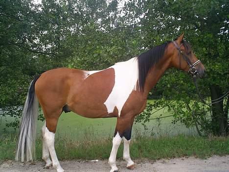 Pinto Maximus Jones billede 20