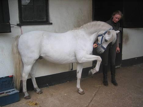 Welsh Pony (sec B) Lyngvejens Agent - Agent viser sig frem. billede 17