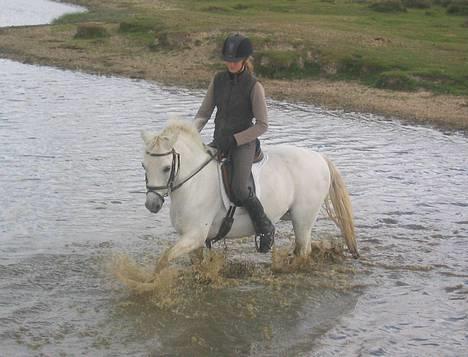 Welsh Pony (sec B) Lyngvejens Agent - Smukke Grunk i dammen ude i skoven sammen med min veninde Caroline. billede 18
