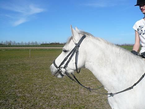 Welsh Pony af Cob-type (sec C) Bjerregårds Laban <33  - 12/ kigge ikke på mig ligner noget der er løgn billede 11