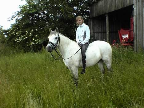 Welsh Pony af Cob-type (sec C) Bjerregårds Laban <33  - Labsi neden i det høre græs (: elsker den pony billede 12