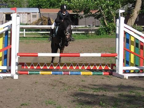 Anden særlig race Tarzan R.I.P <3 - Til stævne i Bylderup Bov :) et af de sidste. Hvor er han smuk :) LC. billede 1