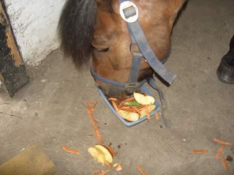 Anden særlig race Tarzan R.I.P <3 - Han fik selvfølgelig en fødselsdagskage :) billede 3