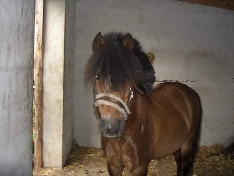 Anden særlig race Tarzan R.I.P <3 - Se hvor smuk hans pels er :) billede 9