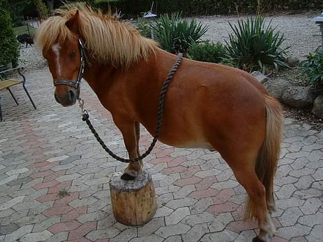 Shetlænder Herkules - Cirkus hest billede 18