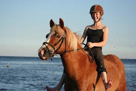 Haflinger            Amadeus - FOTO: Juzze, HN billede 3