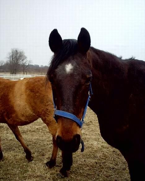 Dansk Varmblod Bodyguard billede 1