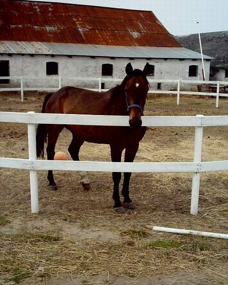 Dansk Varmblod Bodyguard billede 2