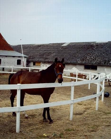 Dansk Varmblod Bodyguard billede 3