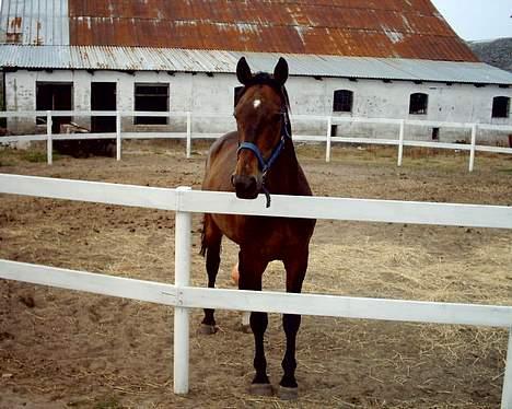 Dansk Varmblod Bodyguard billede 4