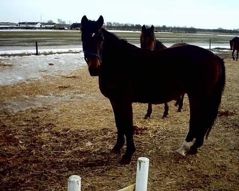 Dansk Varmblod Bodyguard billede 5