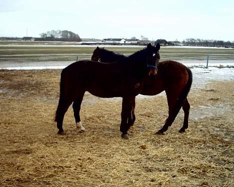 Dansk Varmblod Bodyguard billede 6