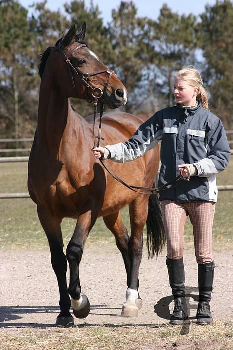 Dansk Varmblod *Sussie* - 1 # Velkommen til Sussies profil... Foto: © Cabana Foto... billede 1