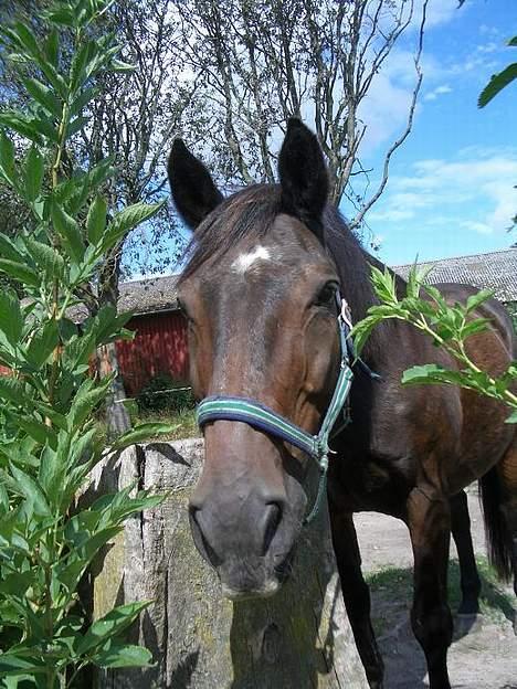 Anden særlig race Luske (død) - Halløjsa, dér...  ;) billede 1