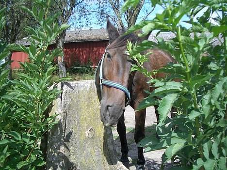 Anden særlig race Luske (død) billede 2