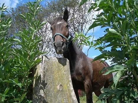 Anden særlig race Luske (død) billede 3
