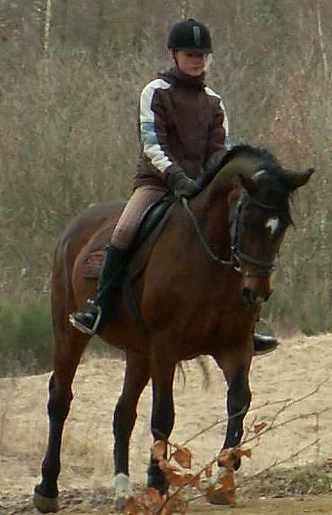 Dansk Varmblod *Sussie* - 2 # Sussie i skoven... hun går ret pænt der... billede 2