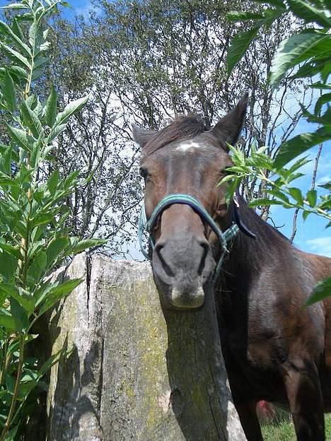 Anden særlig race Luske (død) billede 4