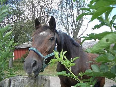 Anden særlig race Luske (død) billede 5