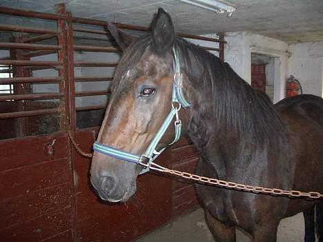 Anden særlig race Luske (død) billede 6