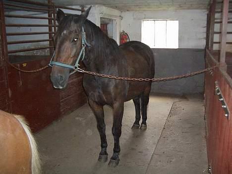 Anden særlig race Luske (død) - Kom nu med den sadel, for filan da..  :P billede 7